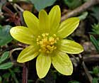 Ficaire, herbe aux hémorroïdes, oreillette, herbe au fic, petite éclaire, faux bouton d'or. Ranunculus ficaria L., Ficaria verna Huds, Ficaria ranunculoïdes Roth