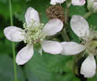 Ronce des bois, mûrier des haies, mûrier sauvage. Rubus fruticosus L.