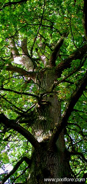 Pixiflore supplément: Dix arbres de nos forêts à connaître
