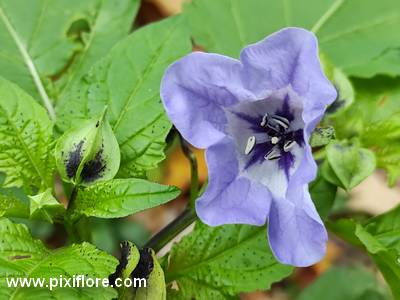 Le nicandre (Nicandra physalodes)